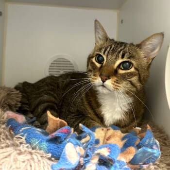 Rescue Domestic Short Hair Cats for Adoption in Woodinville, Washington - Leo | PetCurious