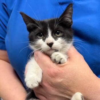 Carrie -  Domestic Short Hair Cat for Adoption in Trenton, New Jersey - Carrie | PetCurious