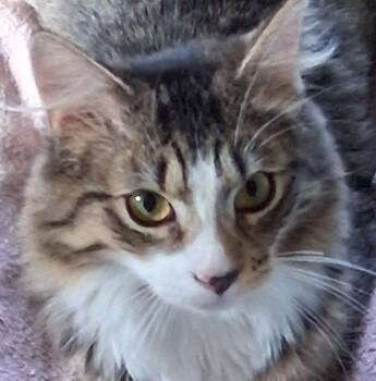 Waldorf -  Domestic Medium Hair Cat Available for Adoption in Garrett Park, Maryland - Waldorf | PetCurious