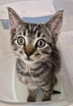 Calypso -  Domestic Short Hair Cat for Adoption in Christiansburg, Virginia - Calypso | PetCurious
