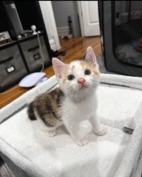 Stormy -  Domestic Short Hair Cat for Adoption in Jersey City, New Jersey - Stormy | PetCurious