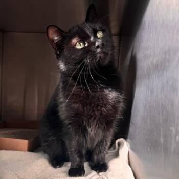 Cleo -  Domestic Medium Hair Cat for Adoption in Burlington, Ontario - Cleo | PetCurious