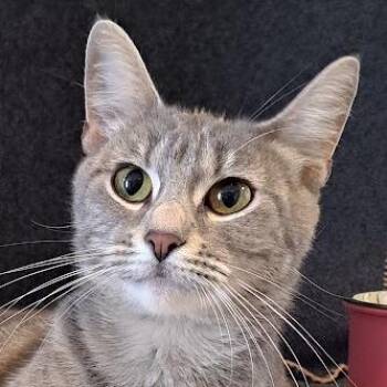 Elior -  Domestic Short Hair Cat for Adoption in Chicago, Illinois - Elior | PetCurious