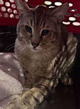Domestic Short Hair Cats Available for Adoption in Georgina, Ontario - Rosemary | PetCurious