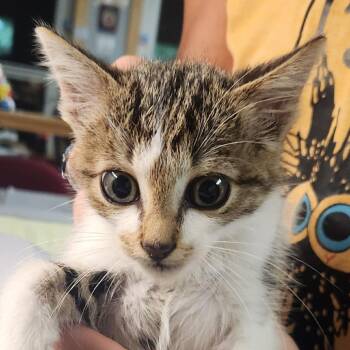 Gus -  Domestic Short Hair Cat for Adoption in Brighton, Missouri - Gus | PetCurious
