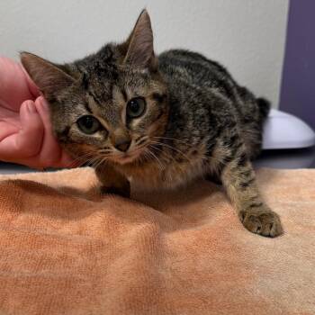 Payton -  Domestic Short Hair Cat for Adoption in Englewood, Florida - Payton | PetCurious