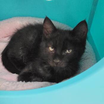Ink -  Domestic Short Hair Cat for Adoption in Oshkosh, Wisconsin - Ink | PetCurious