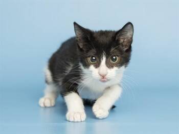 CHESSBOARD -  Domestic Short Hair Cat for Adoption in Phoenix, Arizona - CHESSBOARD | PetCurious