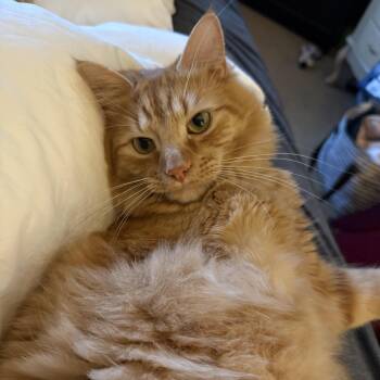 Maverick -  Domestic Medium Hair and Tabby Cat for Adoption in Columbia, South Carolina - Maverick | PetCurious