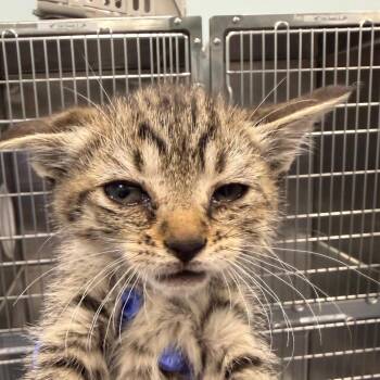 Domestic Short Hair Cats Available for Adoption in Greensboro, North Carolina - Liver (green) | PetCurious