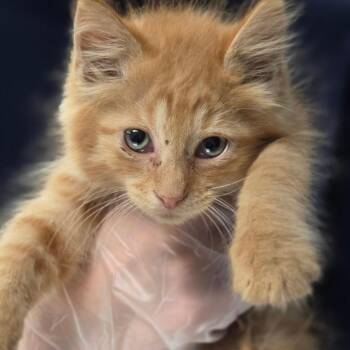 Chandler -  Domestic Long Hair Cat for Adoption in Newark, New Jersey - Chandler | PetCurious