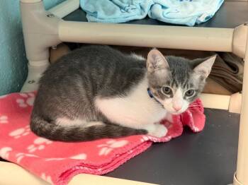 Domestic Short Hair Cats Available for Adoption - Mungojerrie | PetCurious