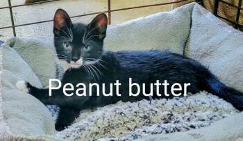Rescue Domestic Short Hair Cats for Adoption in Binghamton, New York - Peanut Butter | PetCurious