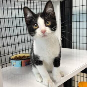 Marvin -  Domestic Short Hair Cat for Adoption in Des Moines, Iowa - Marvin | PetCurious