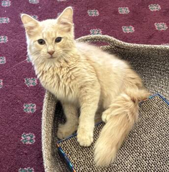Harry (pse) -  Domestic Long Hair Cat for Adoption in Powdersville, South Carolina - Harry (pse) | PetCurious
