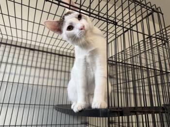 Rescue Domestic Short Hair Cats for Adoption in Reeds Spring, Missouri - Bandit | PetCurious