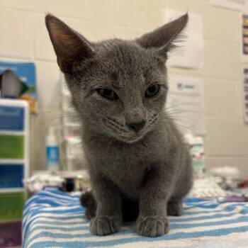 Streusel -  Domestic Short Hair Cat for Adoption in Gloucester, Virginia - Streusel | PetCurious