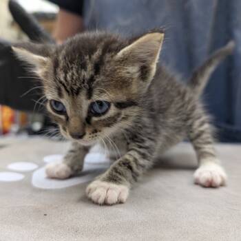 Rescue Domestic Short Hair Cats for Adoption in Galveston, Texas - Cornell | PetCurious