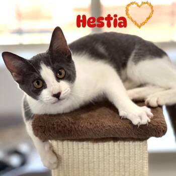 Rescue Domestic Short Hair Cats for Adoption in Villa Park, California - Hestia | PetCurious