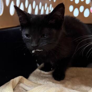 Pookie -  Domestic Short Hair Cat for Adoption in Evensville, Tennessee - Pookie | PetCurious