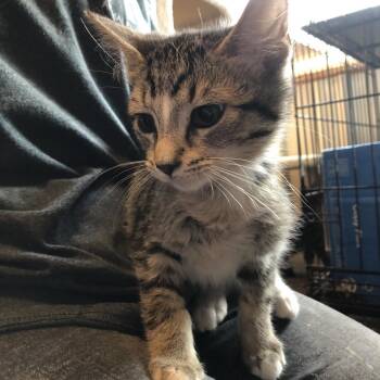 Domestic Short Hair Cats Available for Adoption - Comet | PetCurious