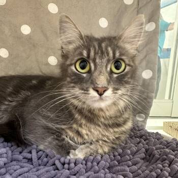Begonia (ID 52201) -  Domestic Medium Hair Cat for Adoption in Manassas, Virginia - Begonia (ID 52201) | PetCurious