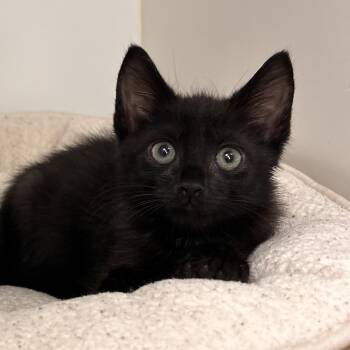 Boots -  Domestic Short Hair Cat for Adoption in West Palm Beach, Florida - Boots | PetCurious