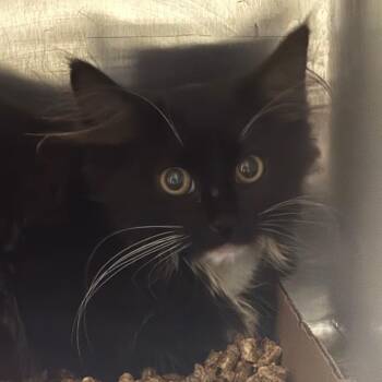 Cleocatra -  Domestic Long Hair Cat for Adoption in Newark, New Jersey - Cleocatra | PetCurious