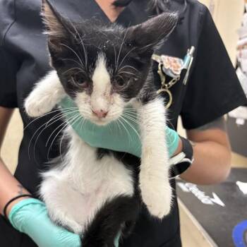 EREN -  Domestic Short Hair Cat for Adoption in Riverside, California - EREN | PetCurious