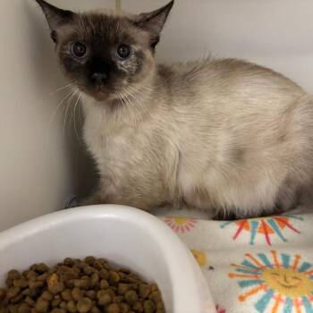 Taraji -  Domestic Short Hair Cat for Adoption in Saint Joseph, Missouri - Taraji | PetCurious