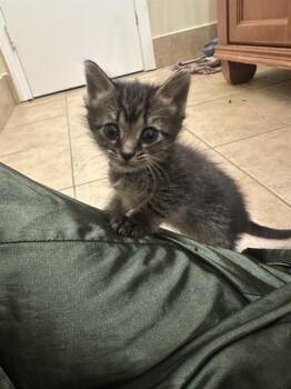 JUNIE -  Domestic Short Hair Cat for Adoption in Charlotte, North Carolina - JUNIE | PetCurious