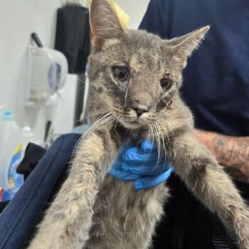 Panini -  Domestic Short Hair Cat for Adoption in Newark, New Jersey - Panini | PetCurious