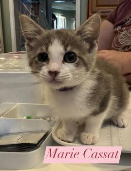 Domestic Short Hair and Tabby Cats Available for Adoption in Houston, Texas - Marie Cassat | PetCurious