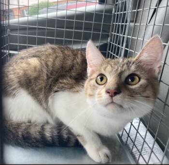 A801088 -  Domestic Short Hair Cat for Adoption in Louisville, Kentucky - A801088 | PetCurious