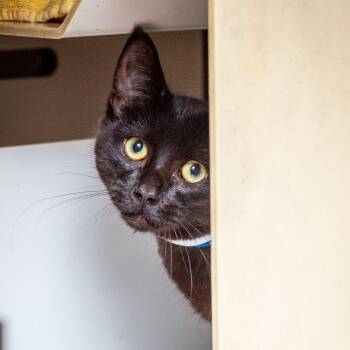 Mason -  Domestic Short Hair Cat for Adoption in Hattiesburg, Mississippi - Mason | PetCurious
