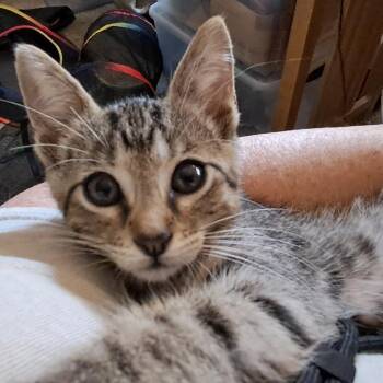 Eeny -  Domestic Short Hair Cat for Adoption in Wadena, Minnesota - Eeny | PetCurious
