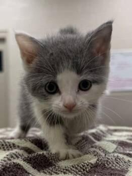 Twizzler -  Domestic Short Hair Cat for Adoption in Fishers, Indiana - Twizzler | PetCurious