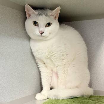 Fifi -  Domestic Short Hair Cat Available for Adoption in Wantagh, New York - Fifi | PetCurious