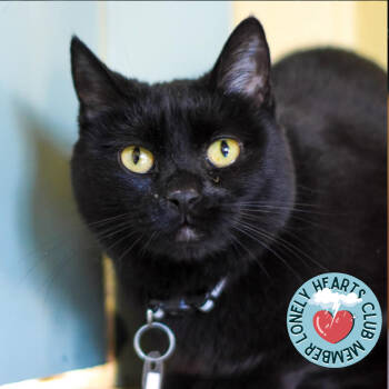 Rescue Domestic Short Hair Cats for Adoption in Lakewood, Colorado - Lady Tutt | PetCurious