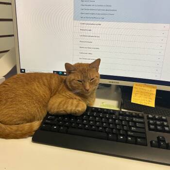 Rescue Domestic Short Hair Cats for Adoption in Etna, Pennsylvania - Nelson | PetCurious