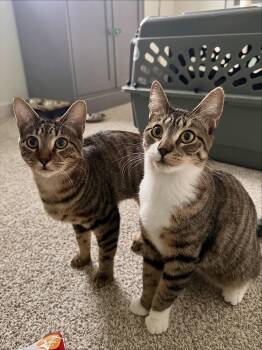 Rescue Domestic Short Hair Cats for Adoption in Denver, Colorado - Bianca & Prince | PetCurious