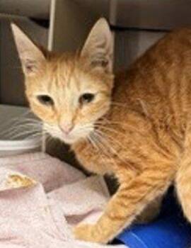Kom -  Domestic Short Hair Cat for Adoption in Raleigh, North Carolina - Kom | PetCurious