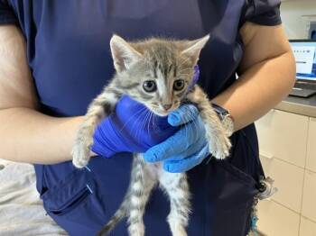 APRIL -  Domestic Short Hair Cat for Adoption in Long Beach, California - APRIL | PetCurious