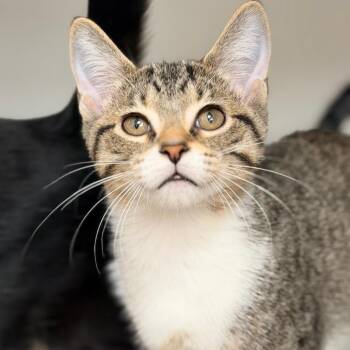 Avina -  Domestic Short Hair Cat for Adoption in Champaign, Illinois - Avina | PetCurious