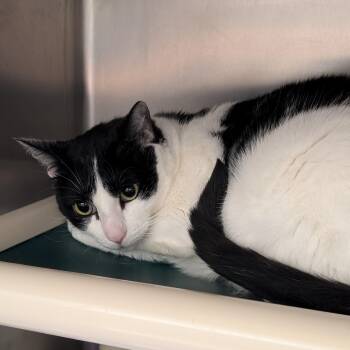 Shay Baby -  Domestic Short Hair Cat for Adoption in St. Augustine, Florida - Shay Baby | PetCurious