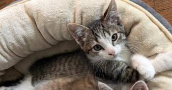 Eloise -  Domestic Short Hair Cat for Adoption in Lafayette, Colorado - Eloise | PetCurious