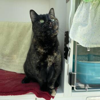 Peanut -  Domestic Short Hair Cat for Adoption in Warwick, Rhode Island - Peanut | PetCurious