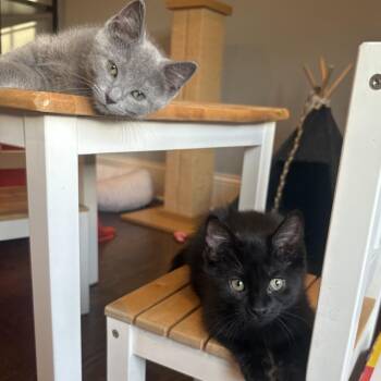 Luca (k2026) -  Domestic Short Hair Cat for Adoption in Skokie, Illinois - Luca (k2026) | PetCurious