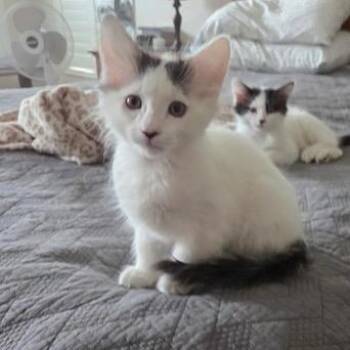 Domestic Short Hair Cats Available for Adoption in Las Vegas, Nevada - Sully | PetCurious