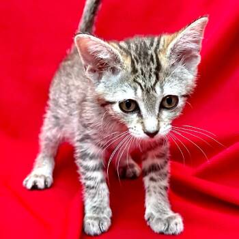 Calypso -  Domestic Medium Hair Cat for Adoption in Sequatchie, Tennessee - Calypso | PetCurious